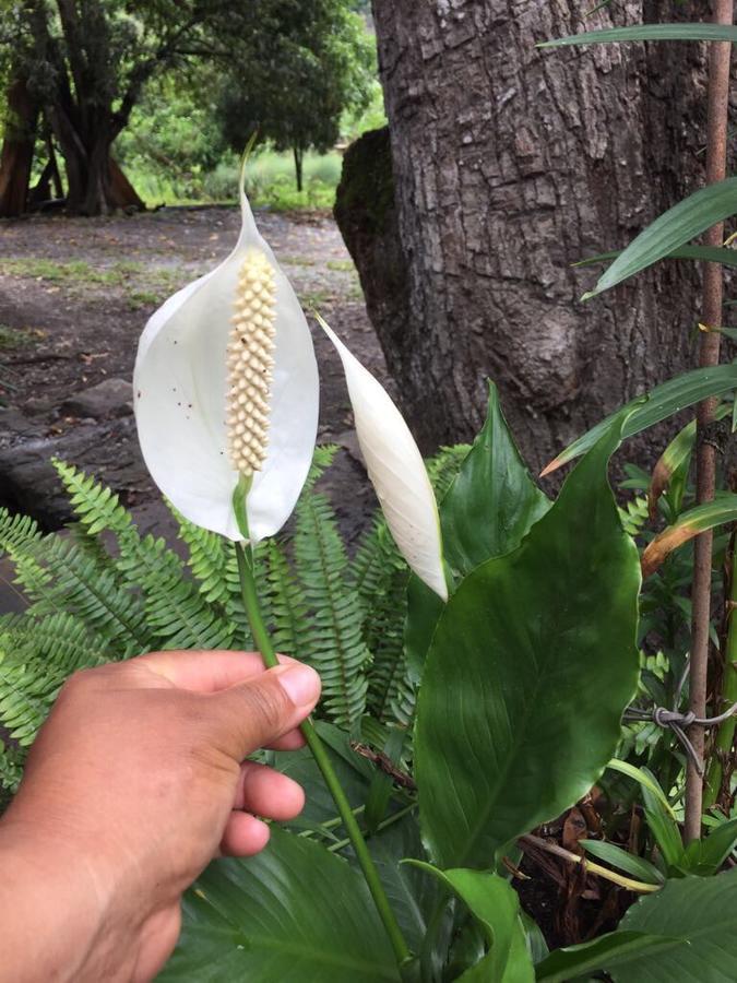 نزل Maranuraفي El Mangal المظهر الخارجي الصورة